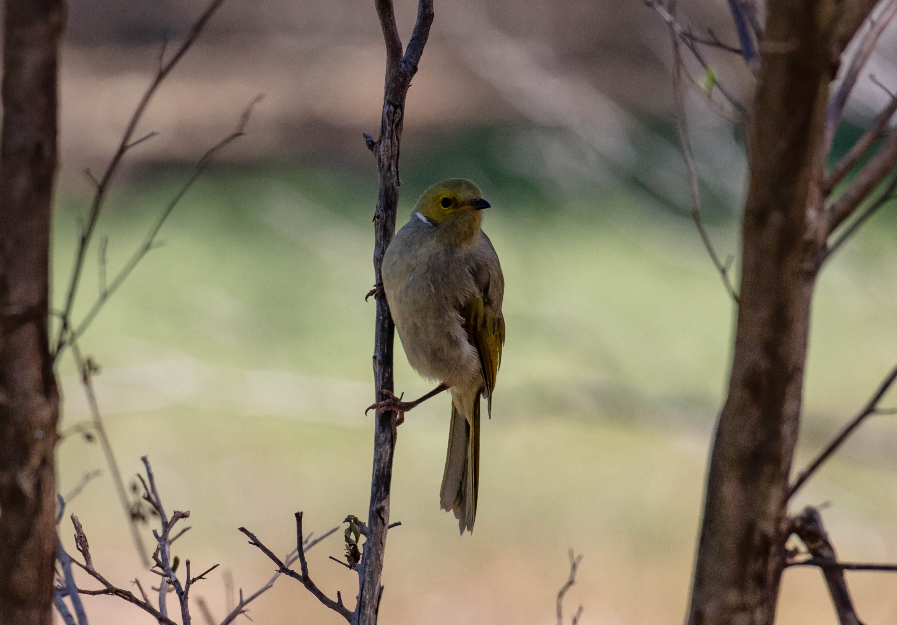 White-plumed Honeyeater (wild bird)