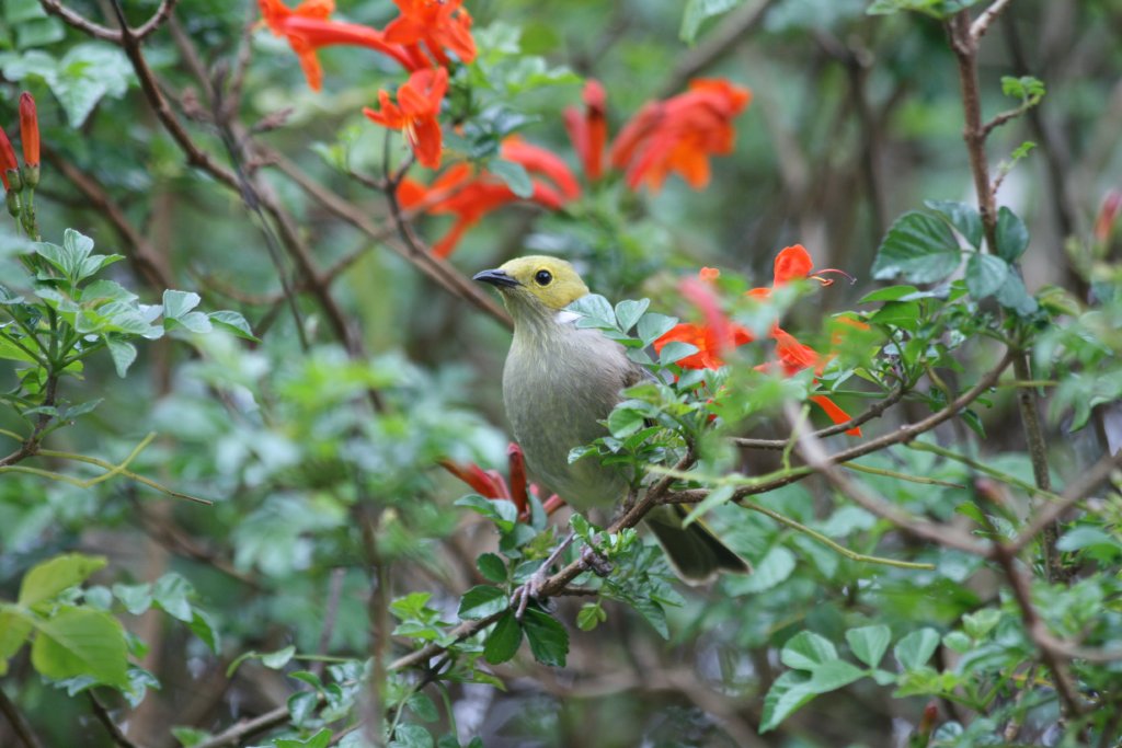 White-plumed Honeyeater (wild)