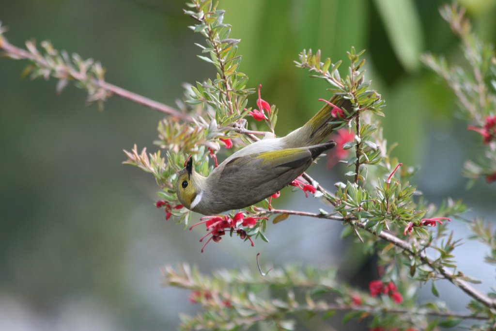 White-plumed Honeyeater (wild)