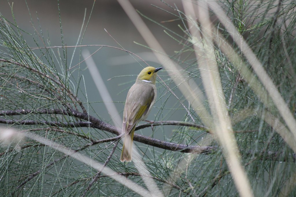 White-plumed Honeyeater (wild)