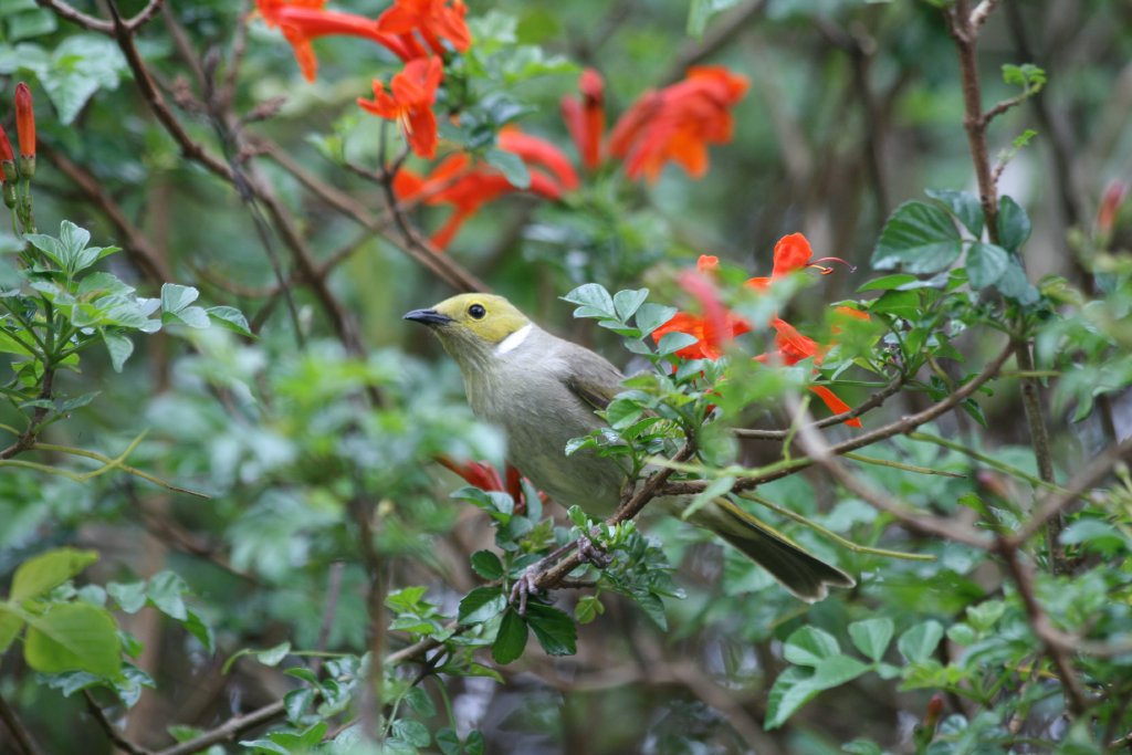 White-plumed Honeyeater (wild)