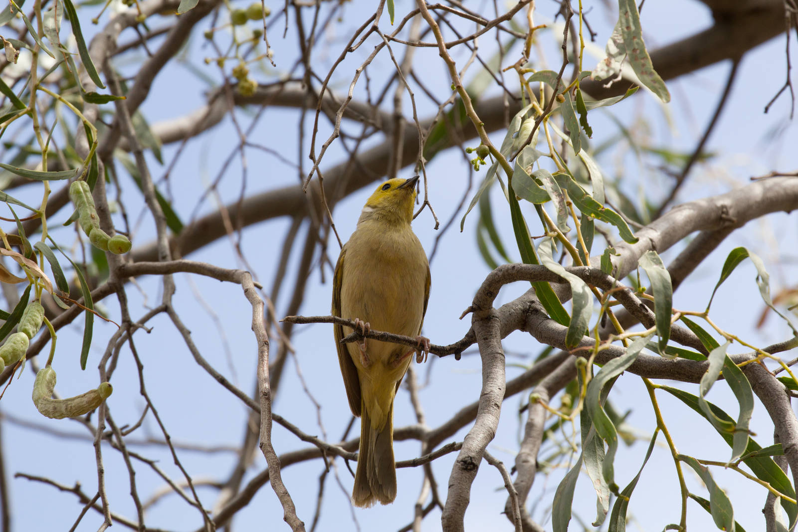 White-plumed Honeyeater