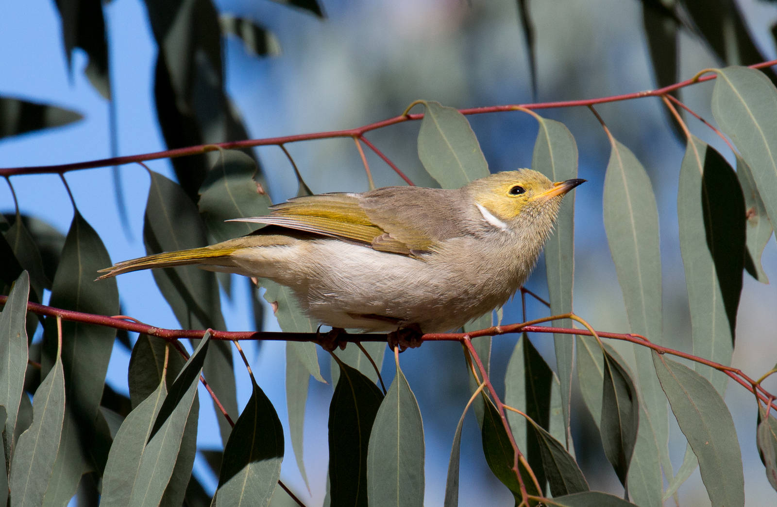 White-plumed Honeyeater
