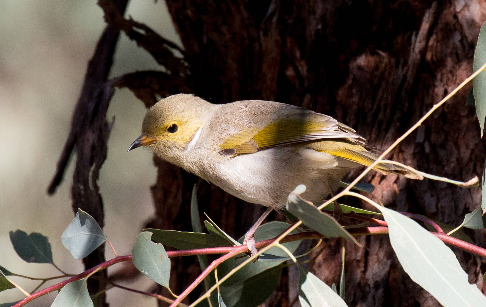 White-plumed Honeyeater