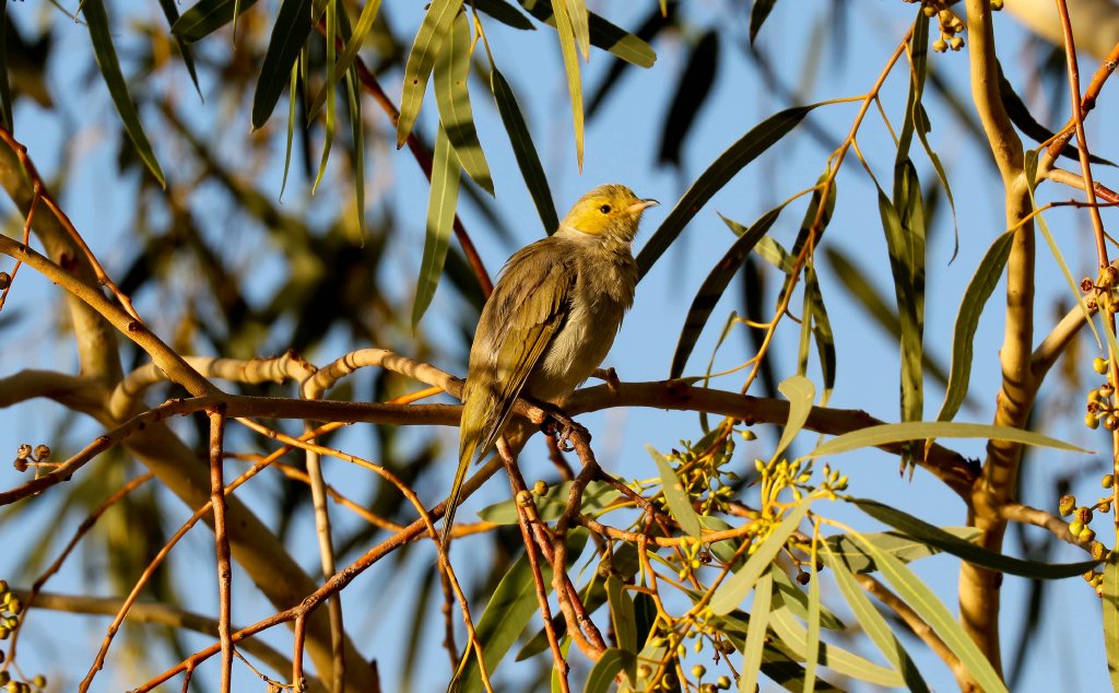 White-plumed Honeyeater