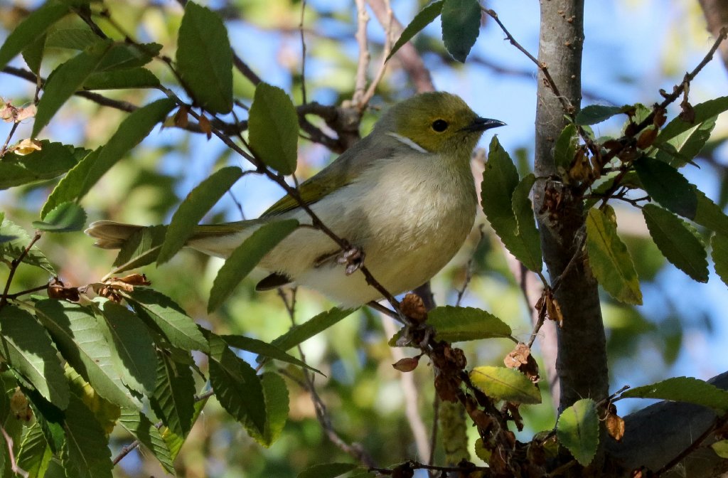 White-plumed Honeyeater