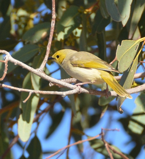 White-plumed honeyeater.