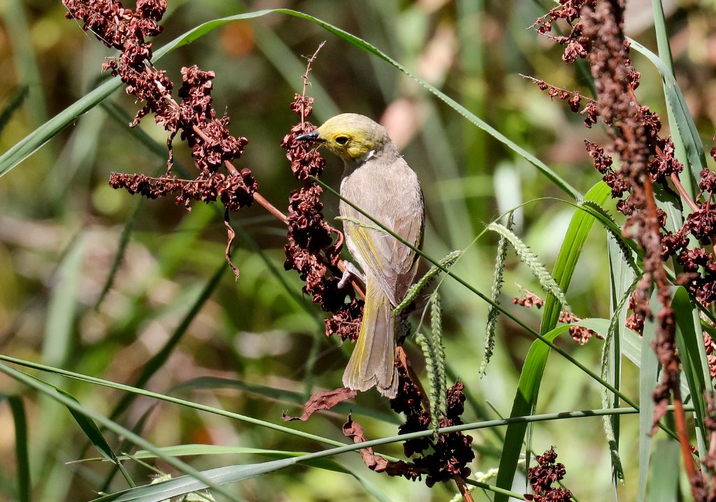 White-plumed Honeyeater