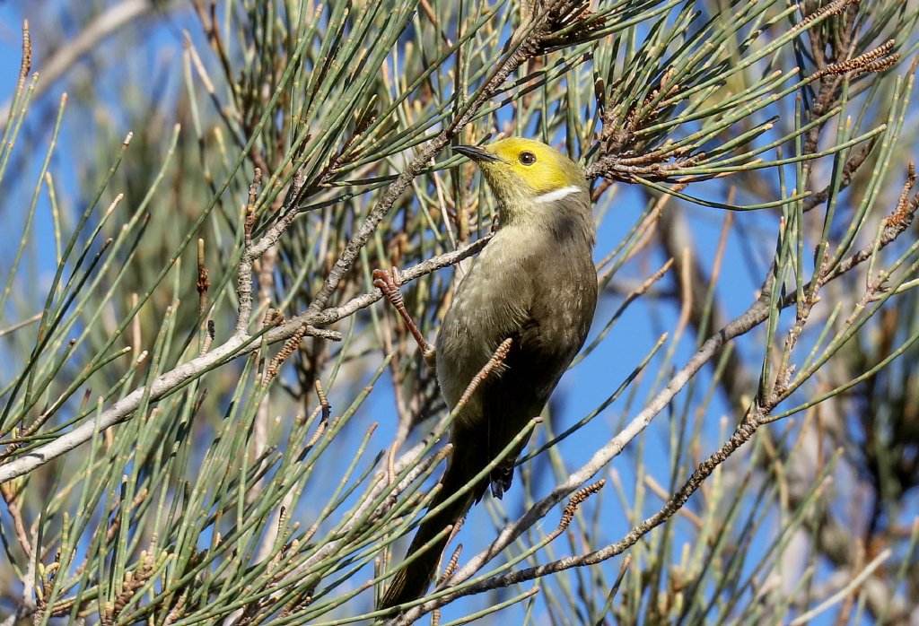 White-plumed Honeyeater