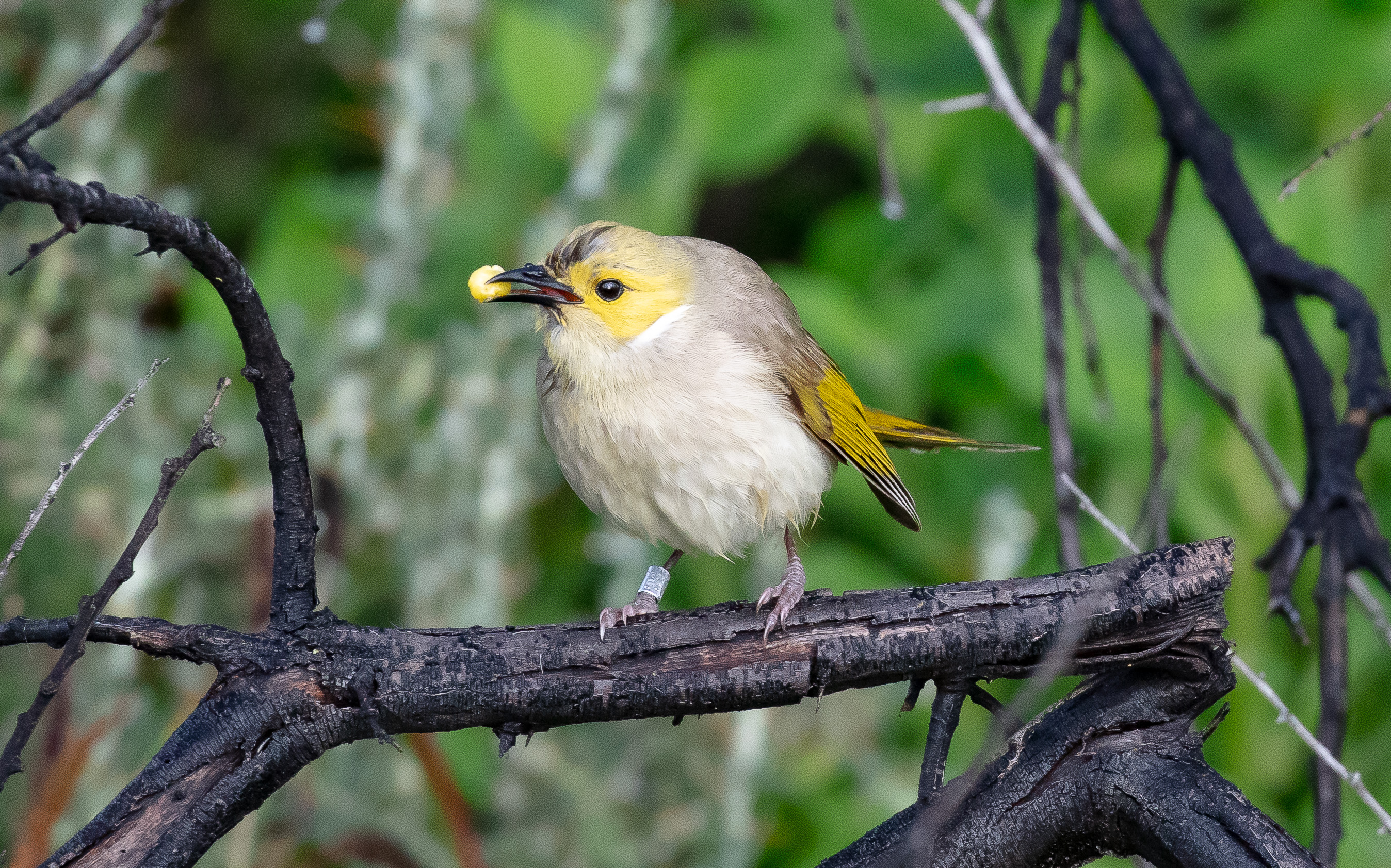 White-plumed Honeyeater