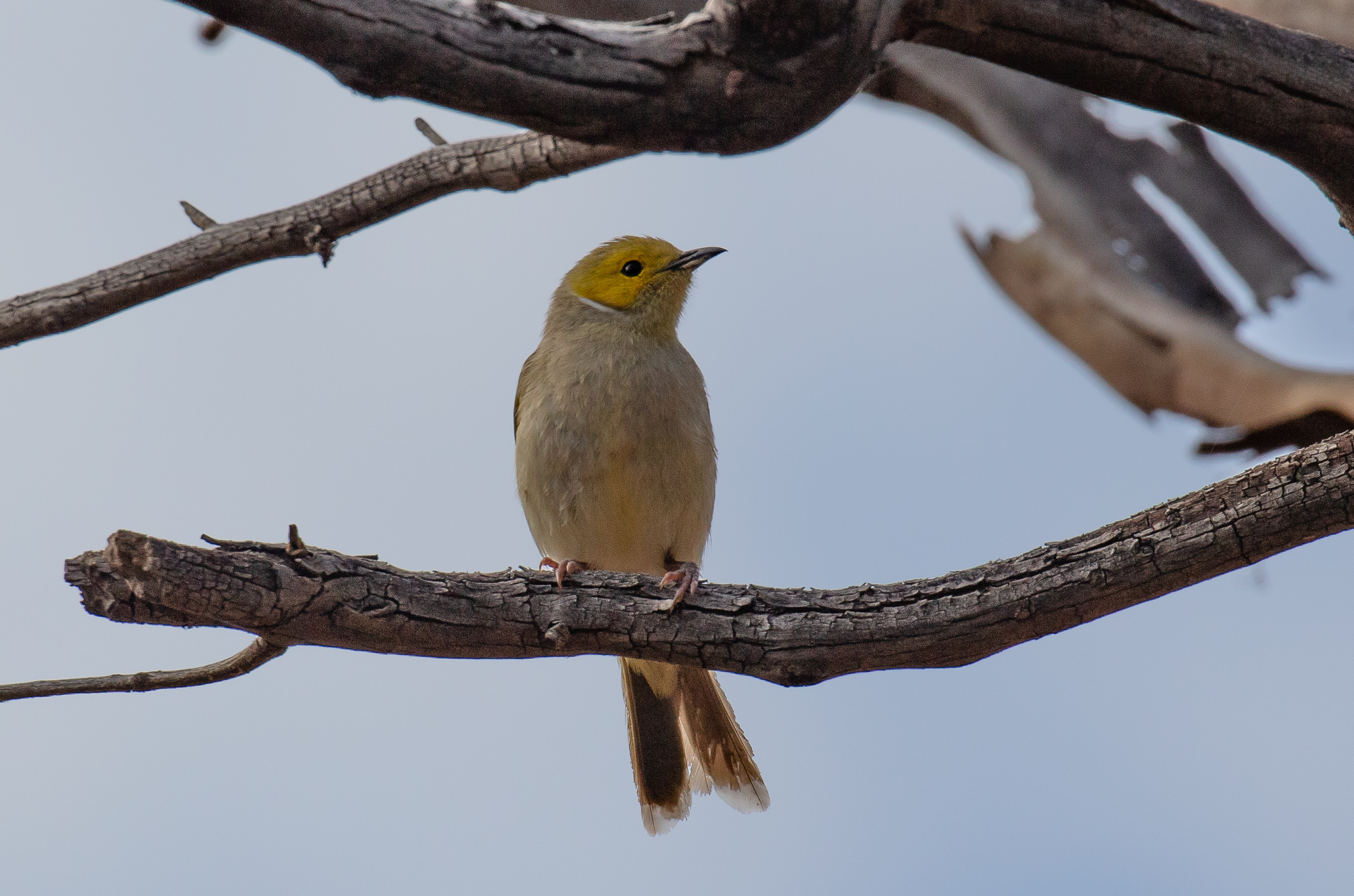 White-plumed Honeyeater