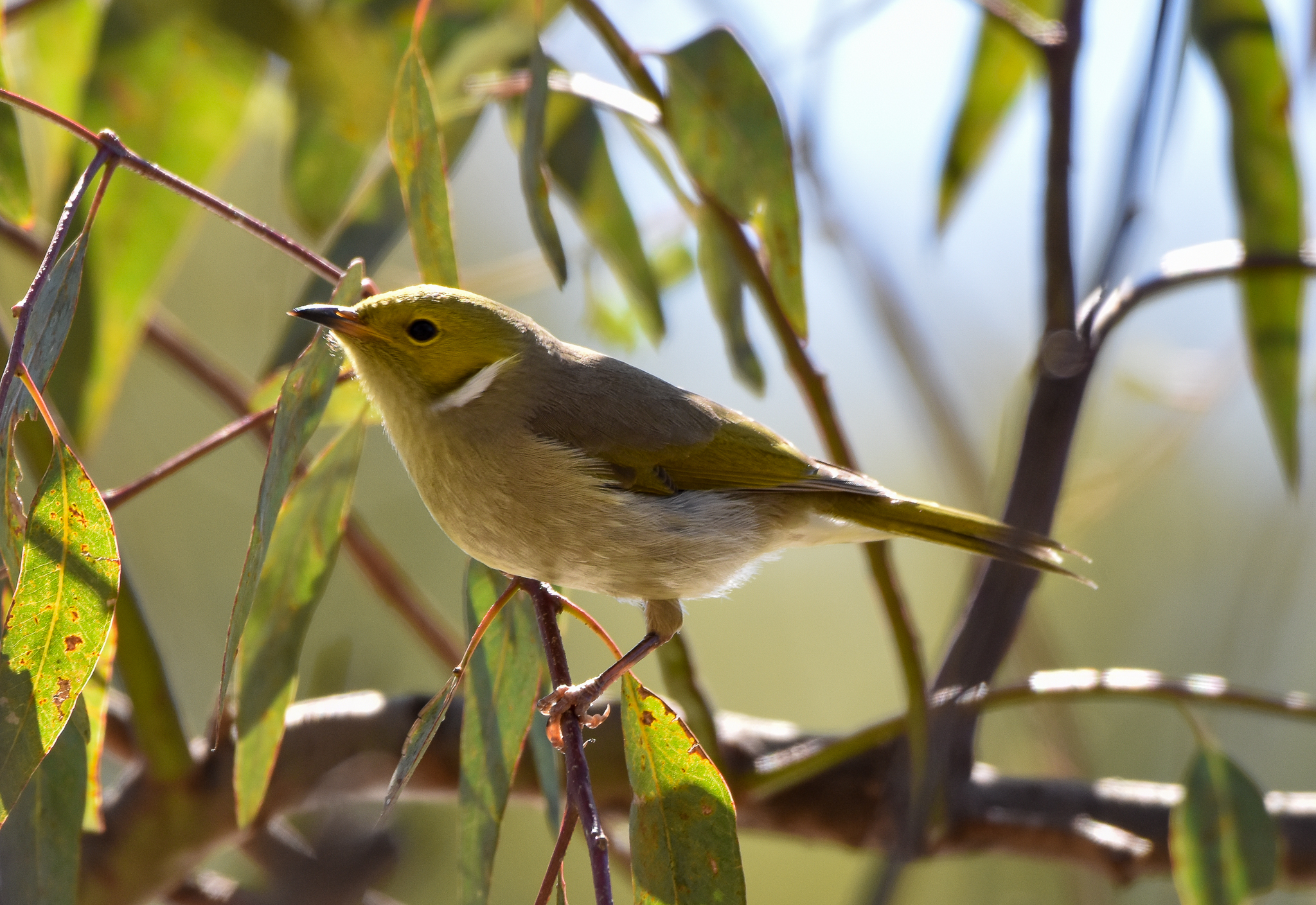 White-plumed Honeyeater