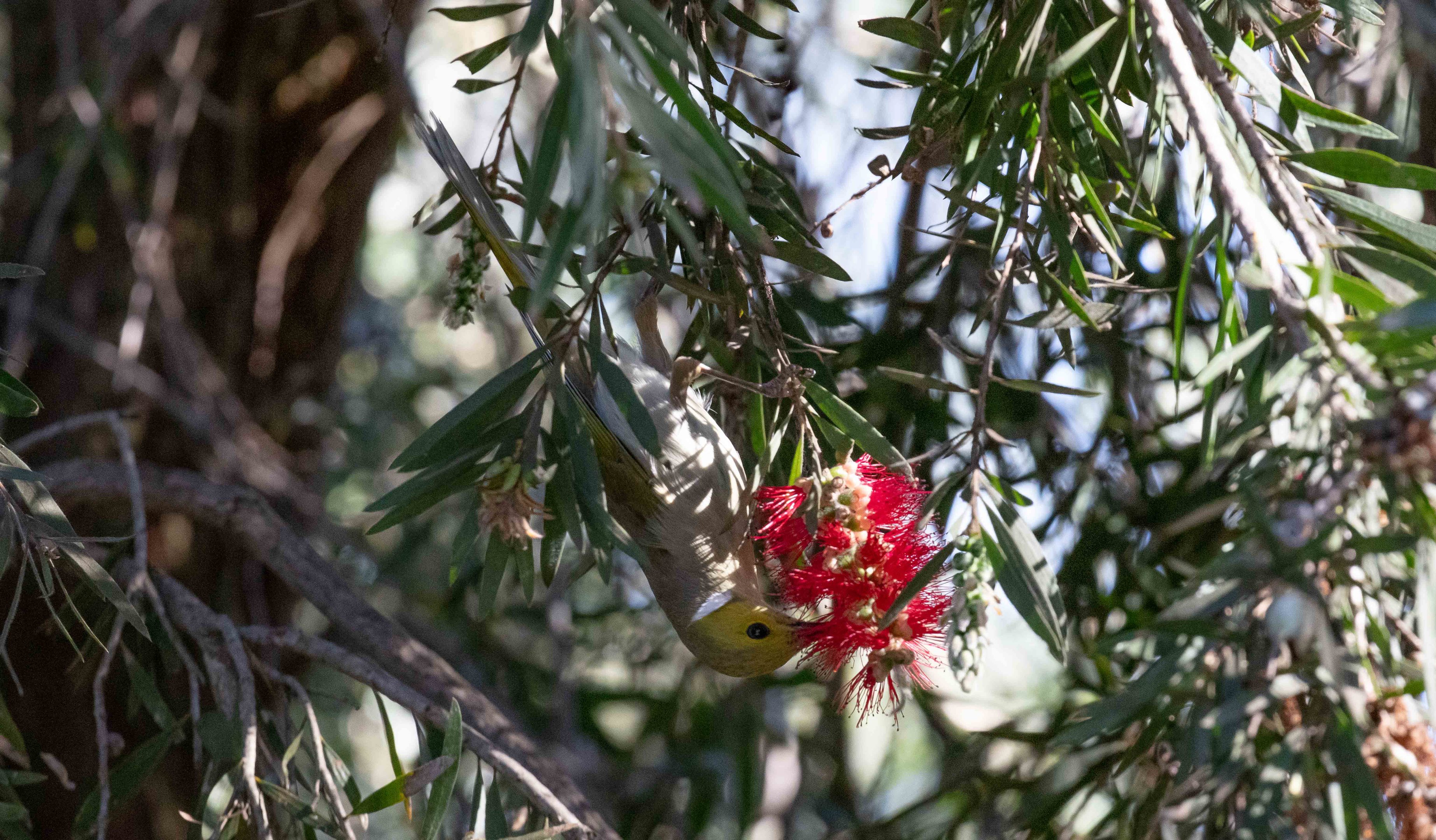White-plumed Honeyeater