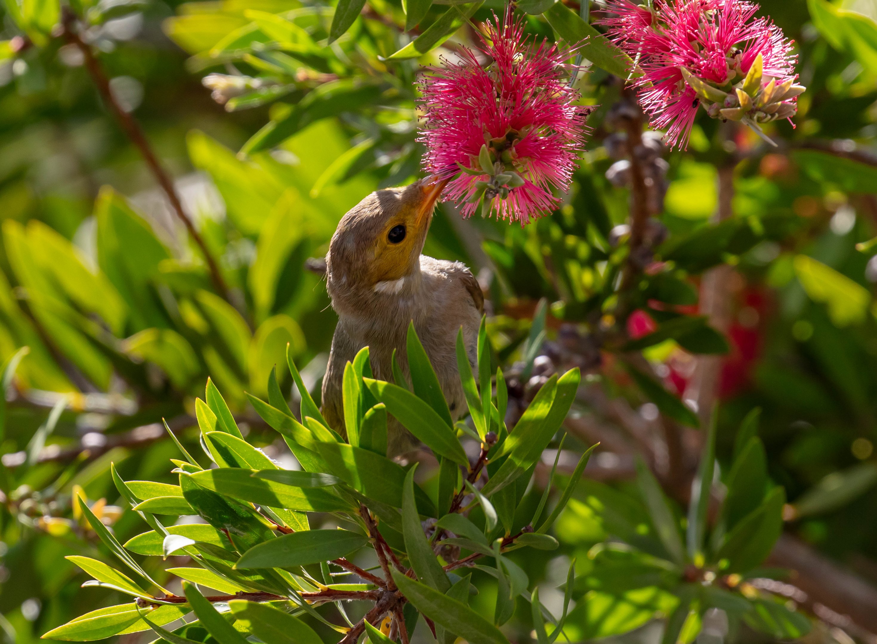 White-plumed Honeyeater