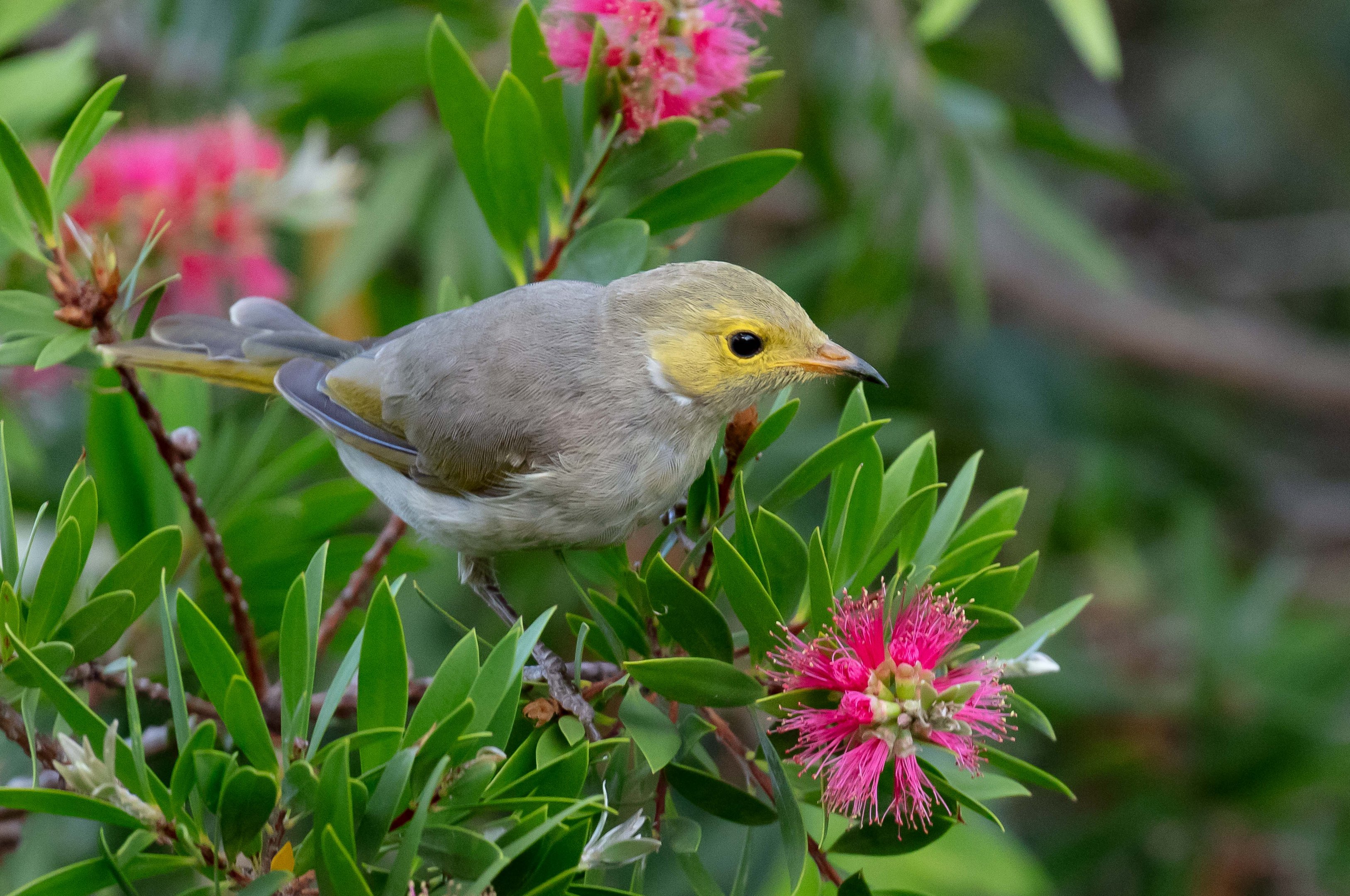 White-plumed Honeyeater