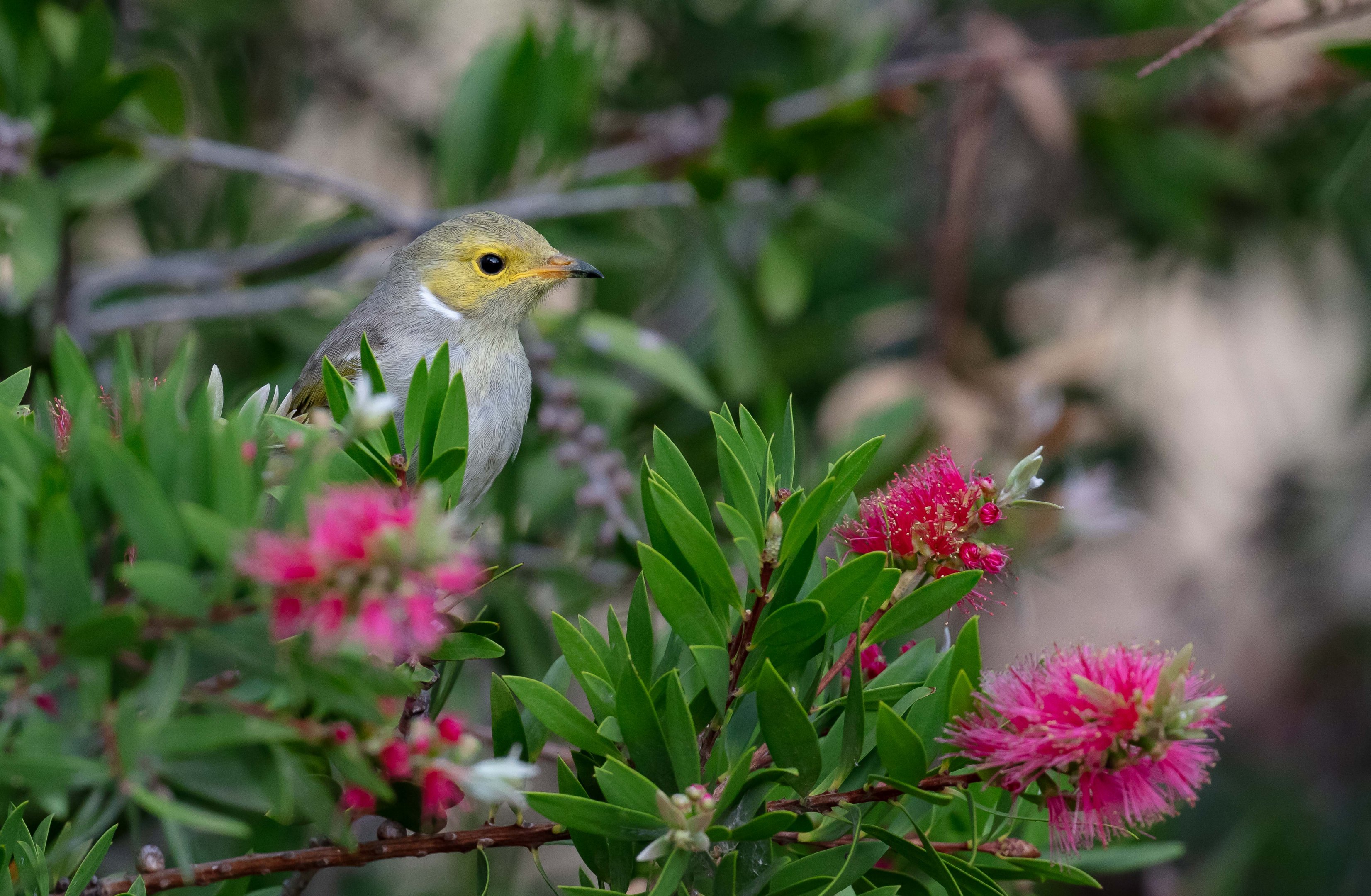 White-plumed Honeyeater