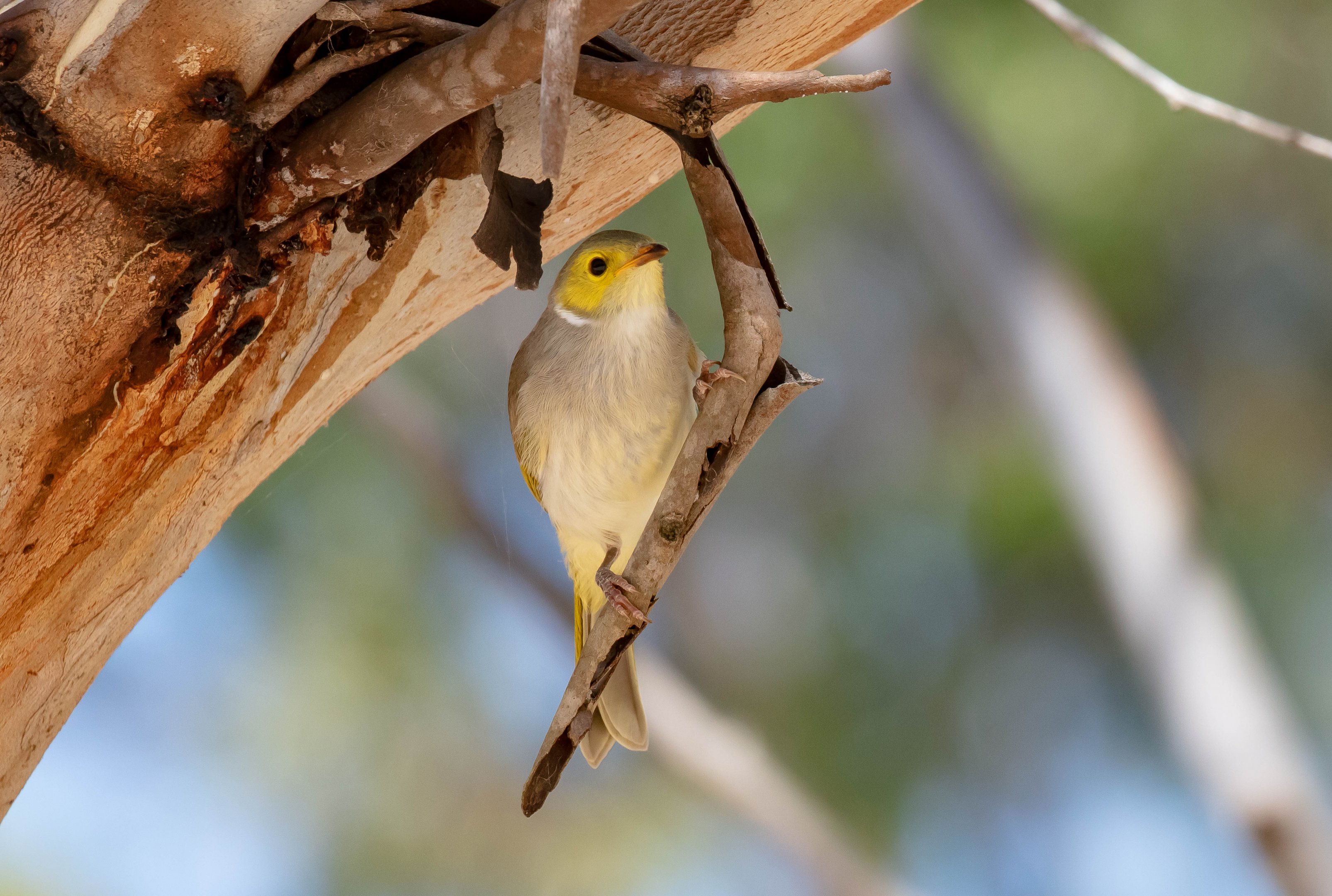 White-plumed Honeyeater
