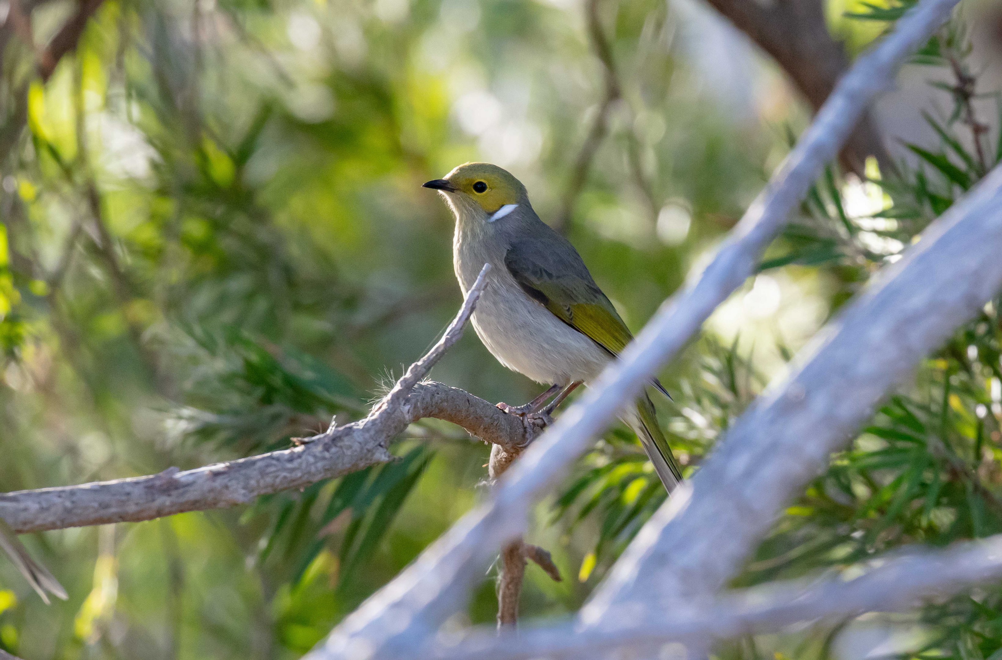 White-plumed Honeyeater
