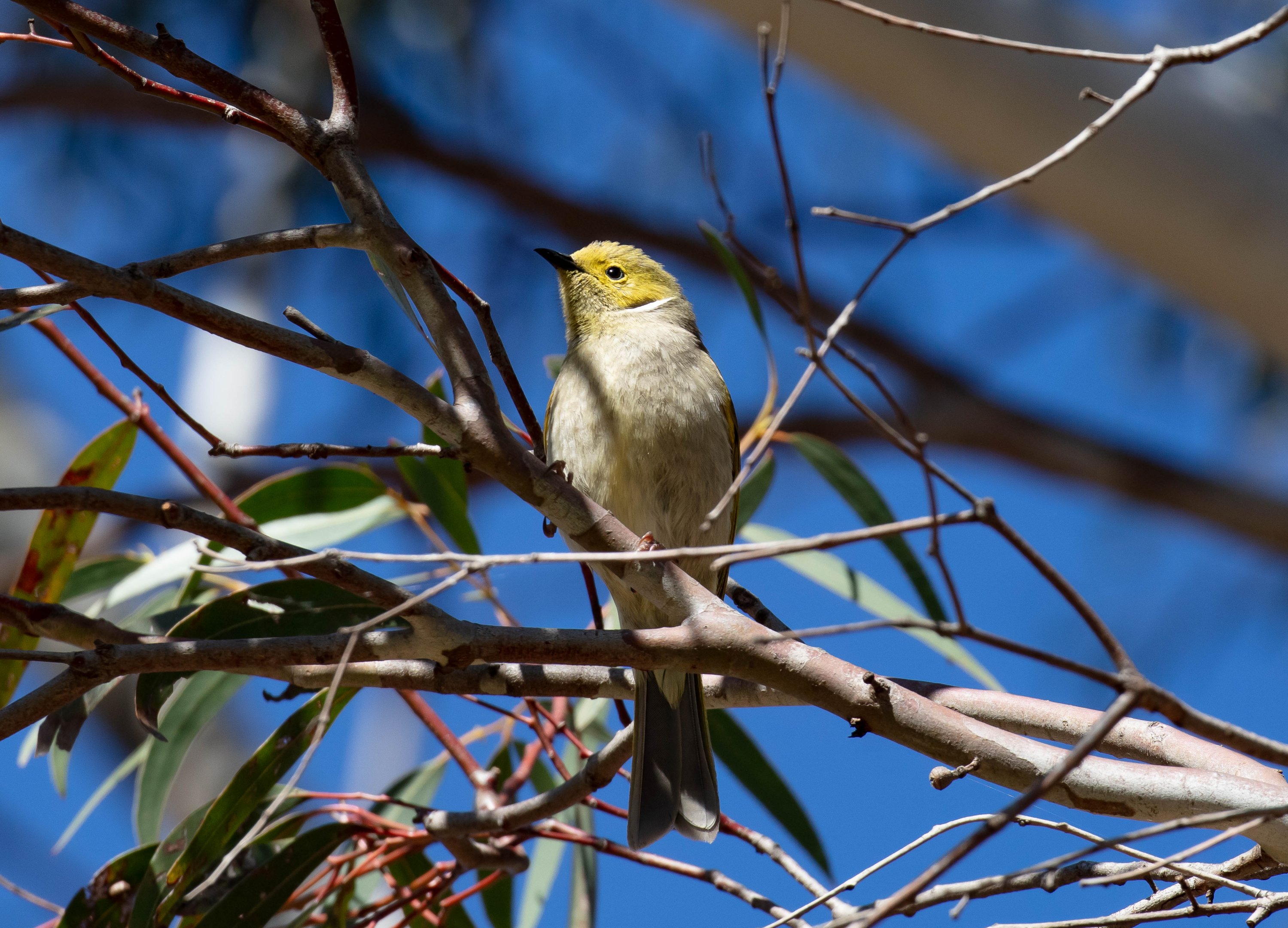 White-plumed Honeyeater