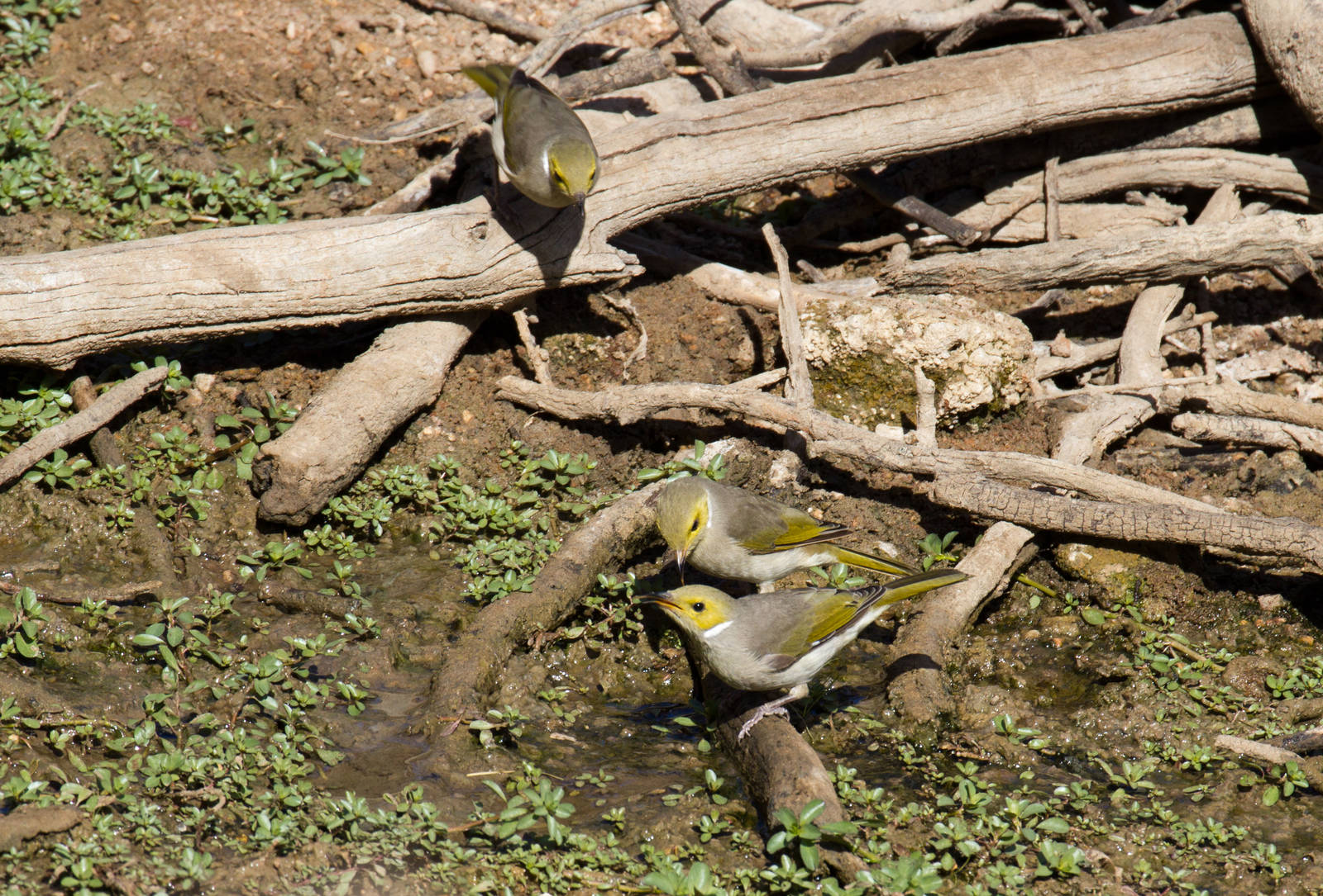 White-plumed Honeyeaters