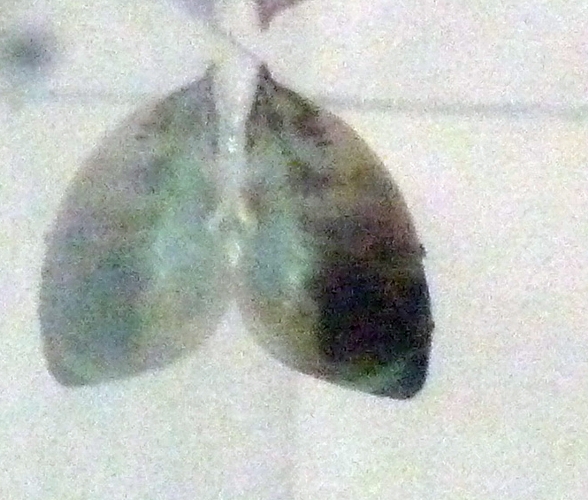 White Polynesian tree snail (Partula hyalina)