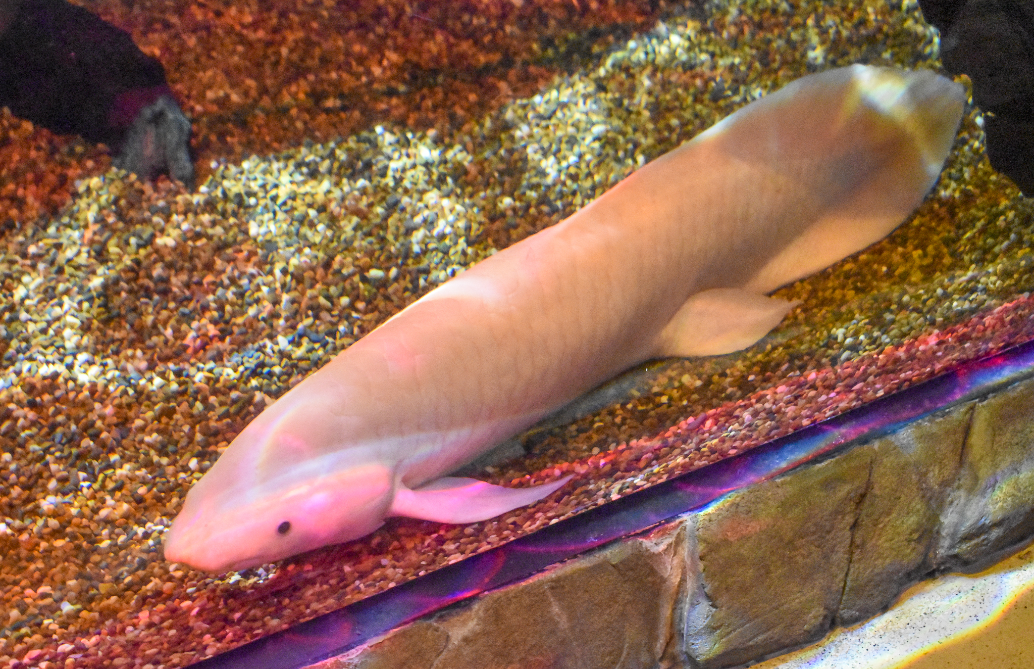 White Queensland Lungfish