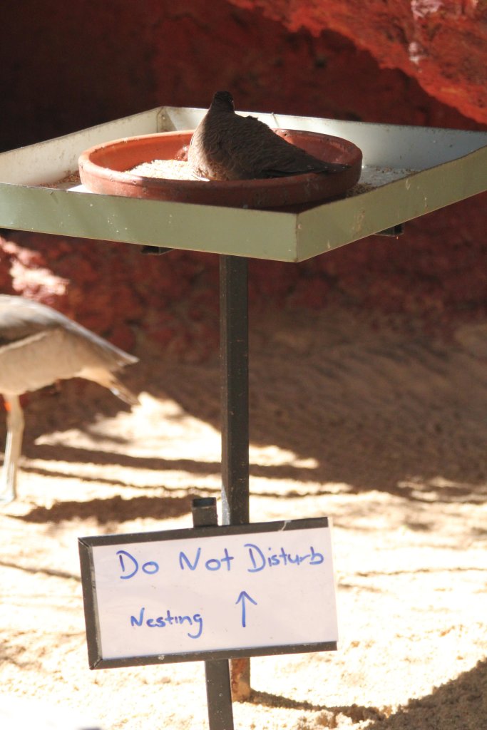 White-quilled Rock Pigeon