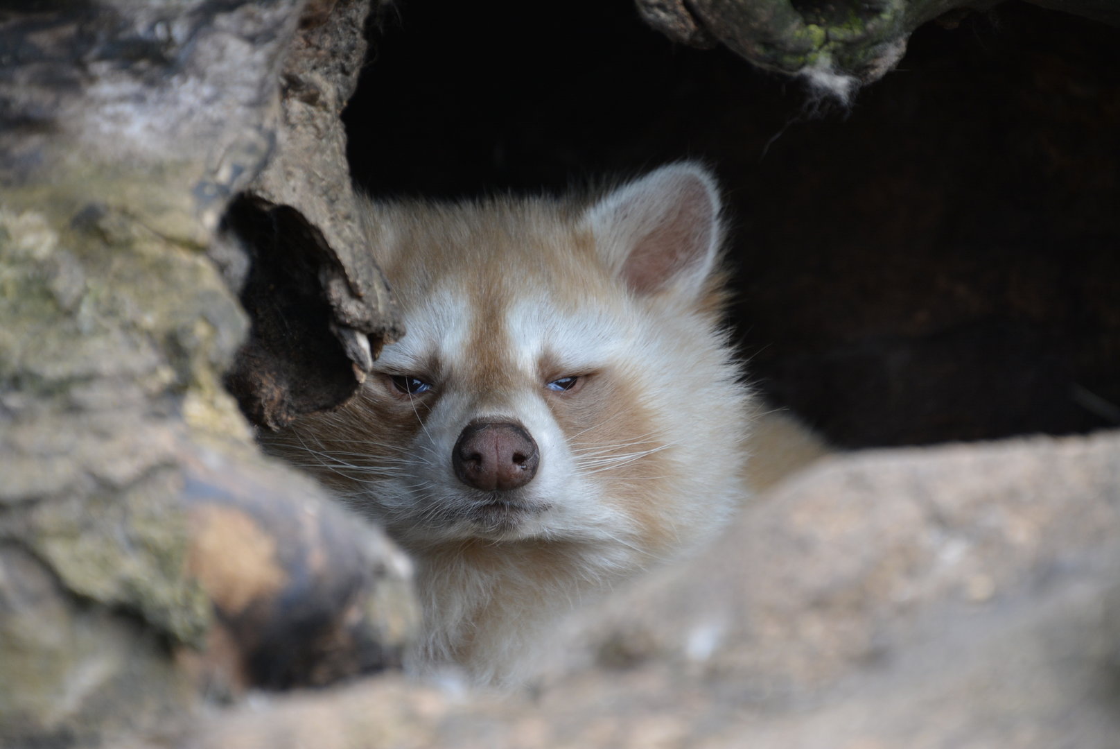 white Raccoon 30/04/2023