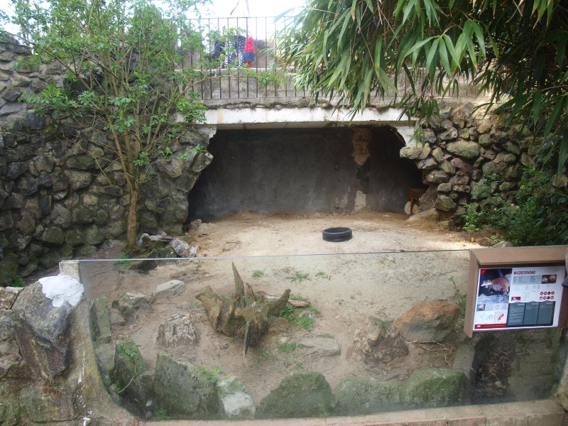 White raccoon dog exhibit