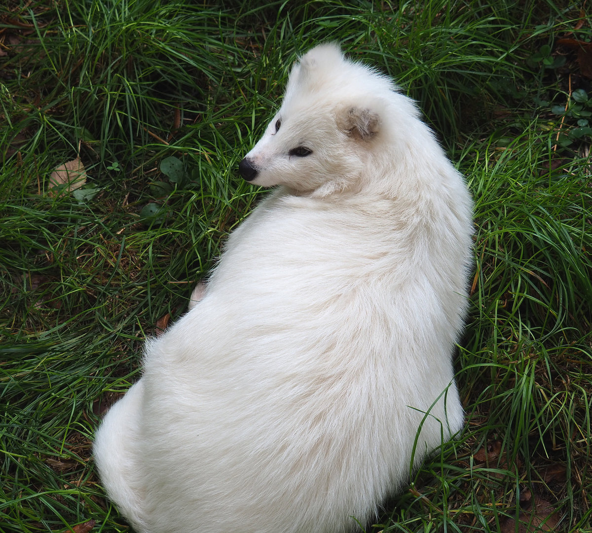 White raccoon dog (Nyctereutes procyonoides), 2022-09-15