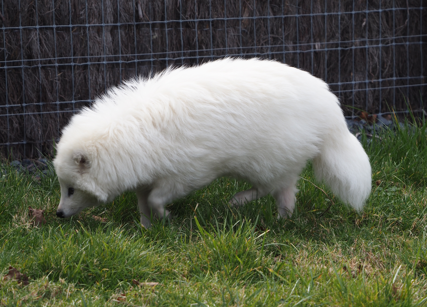 White Raccoon dog (Nyctereutes procyonoides), 2024-09-17