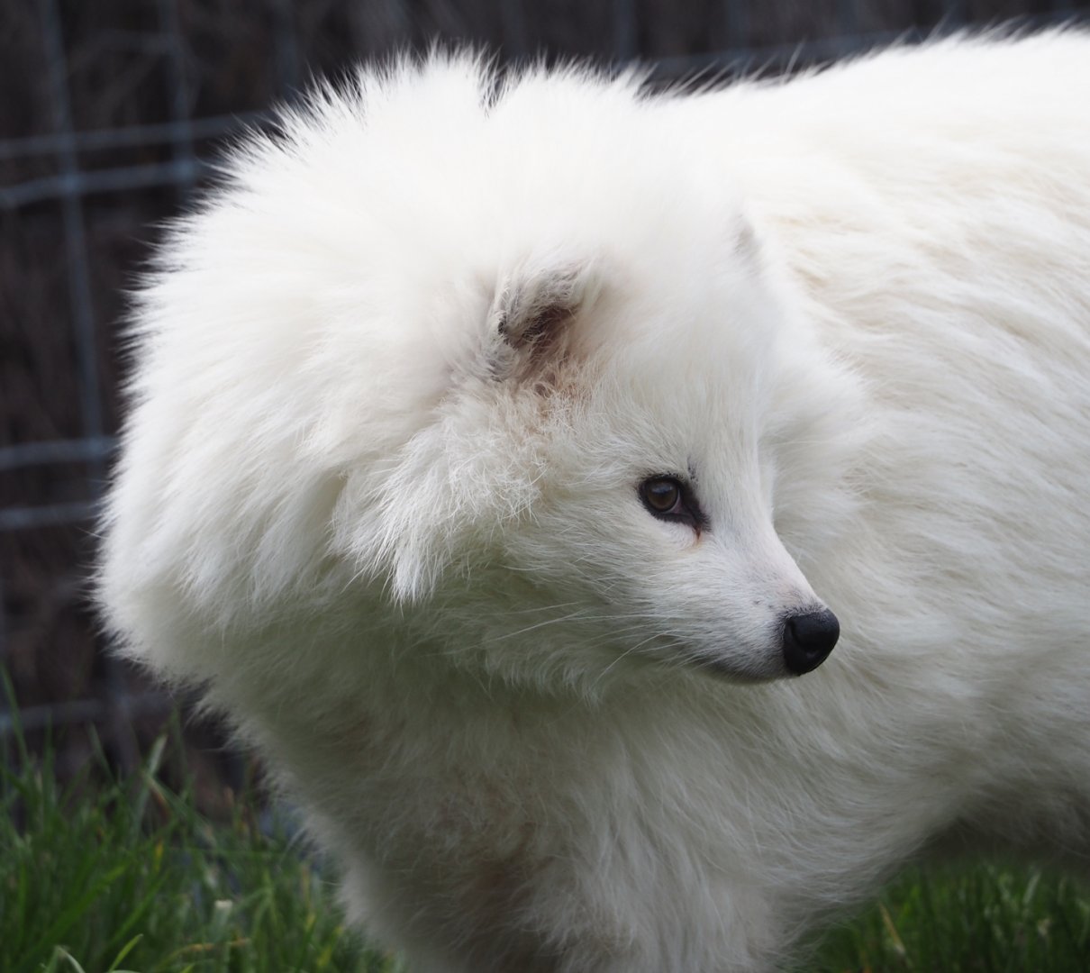 White Raccoon dog (Nyctereutes procyonoides), 2024-09-17