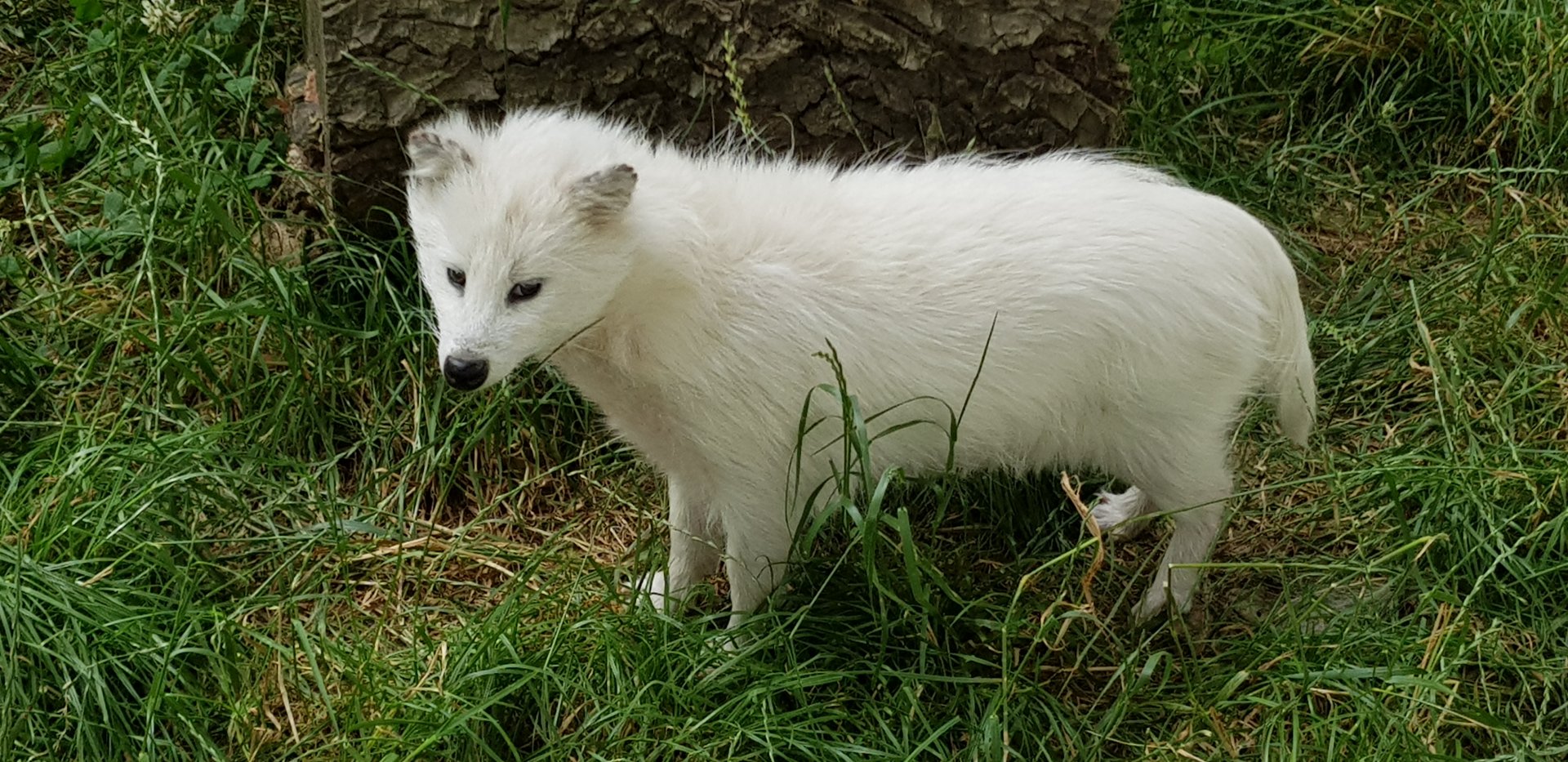 White raccoon dog