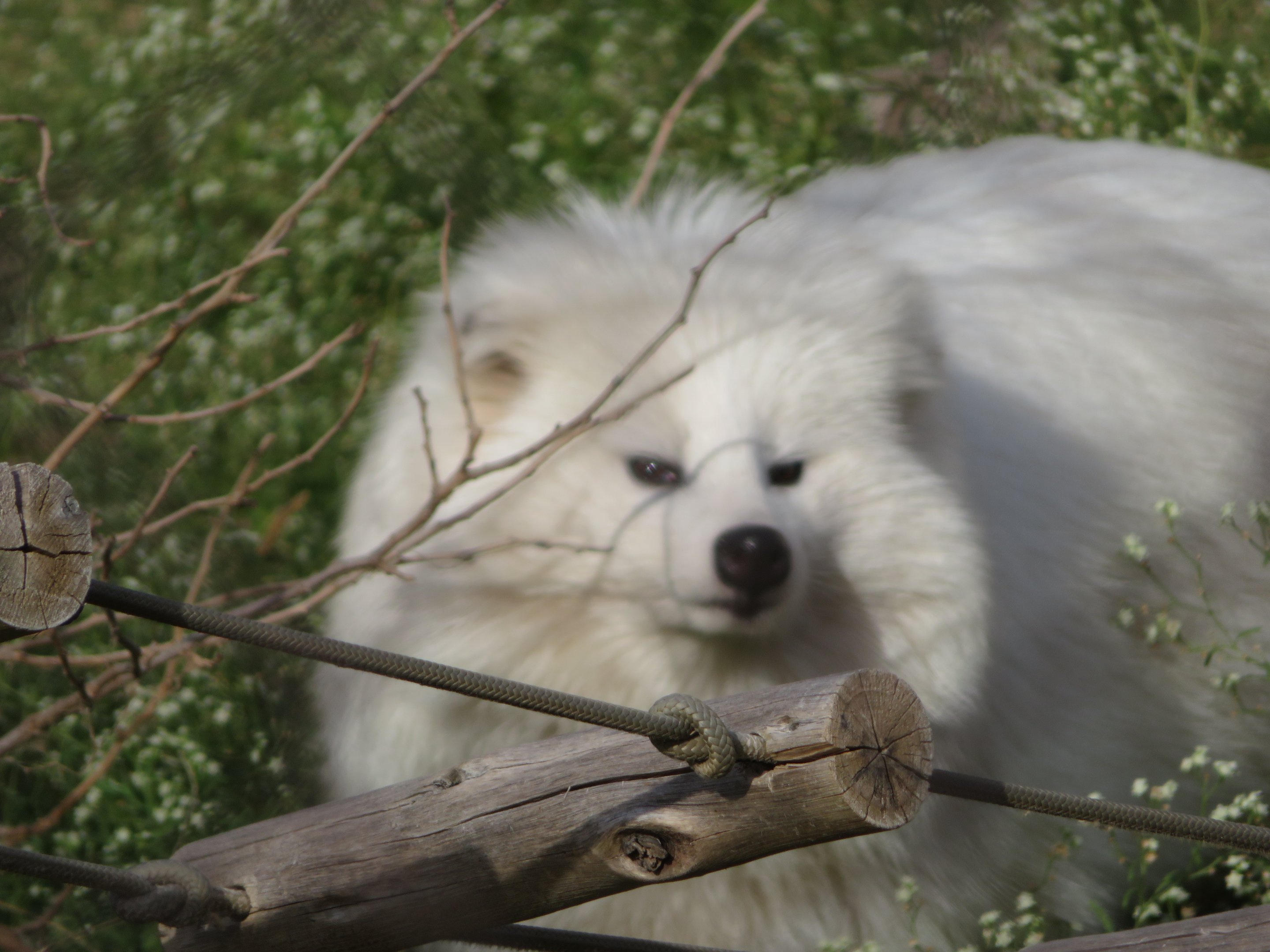 White Raccoon Dog