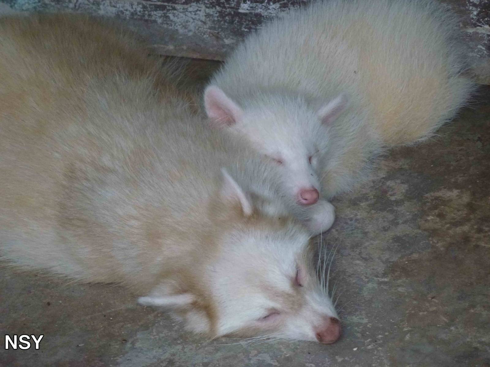White raccoons, June 2013.