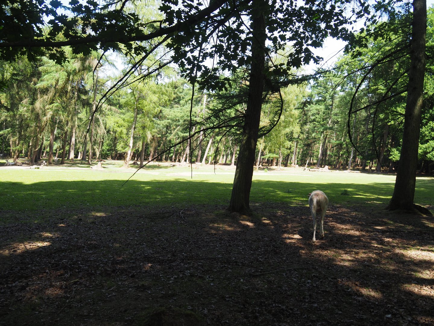White Red Deer Exhibit