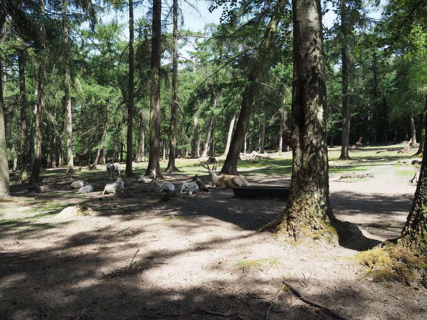 White Red Deer Exhibit