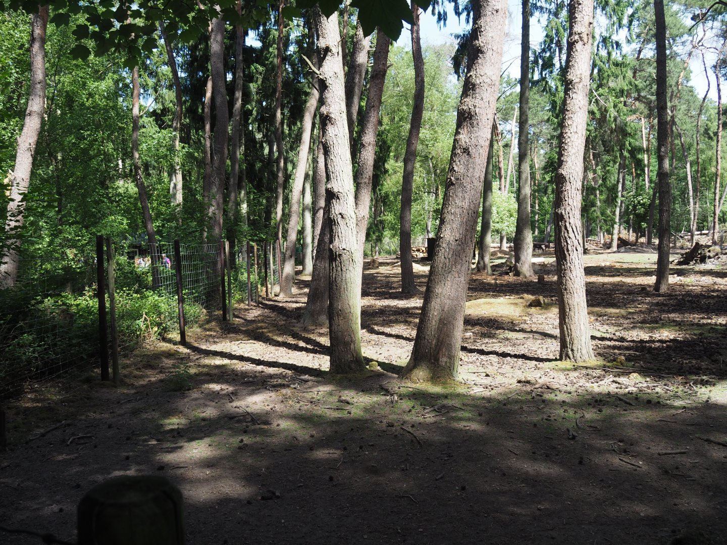White Red Deer Exhibit