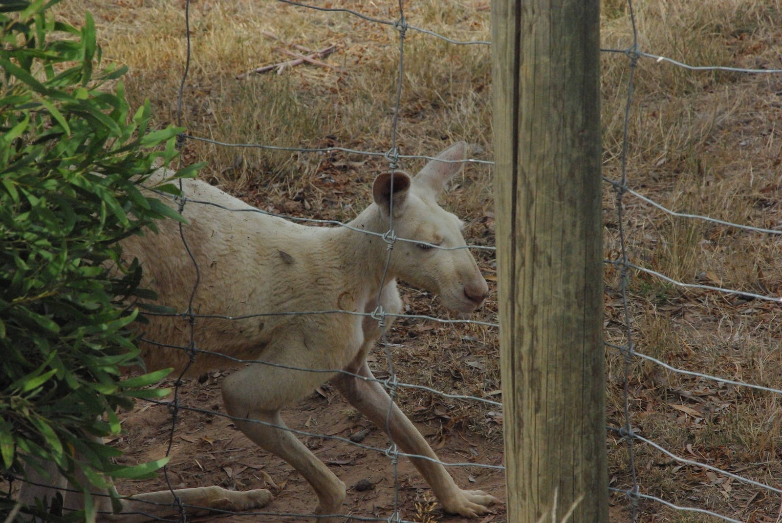 White Red Kangaroo