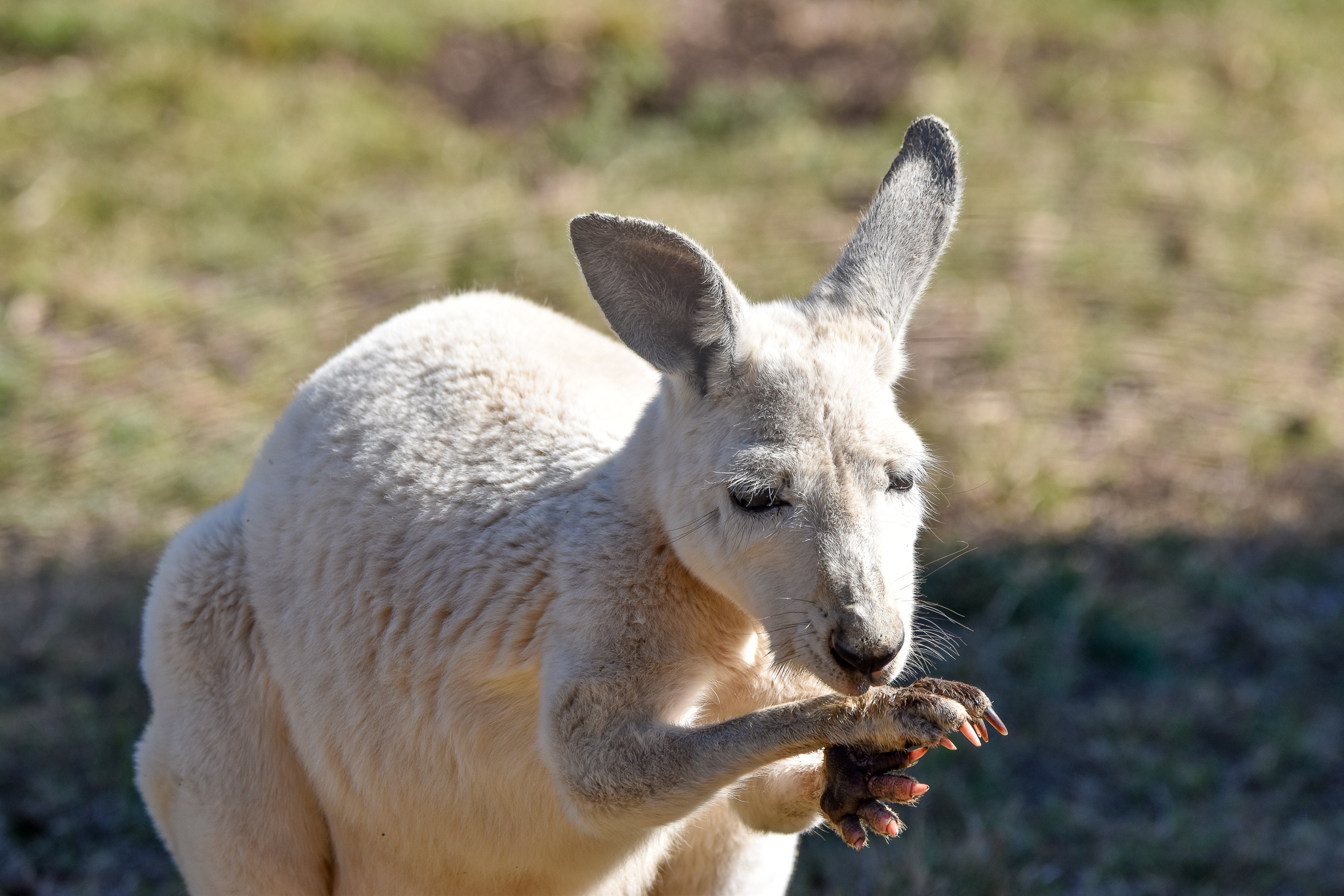 white Red Kangaroo