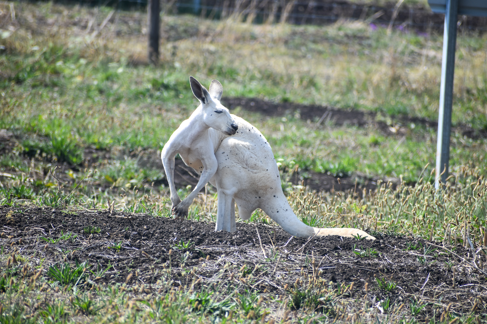 White Red Kangaroo
