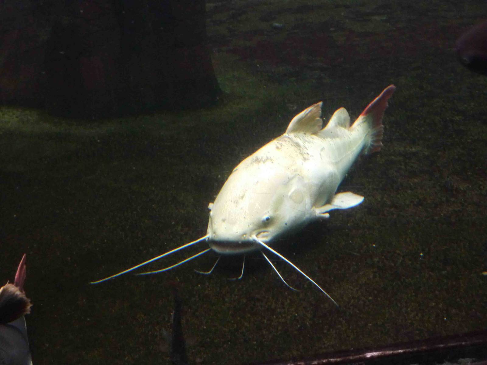 White redtail catfish, May 2013.