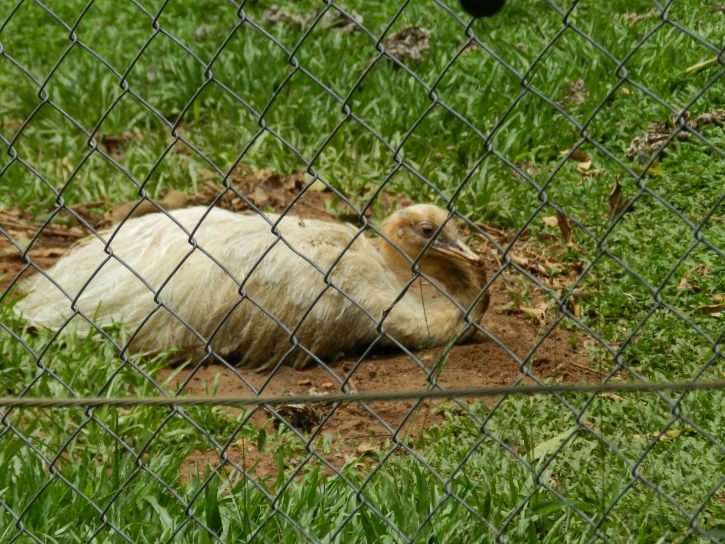 White rhea - Salvador zoo (PZGV)