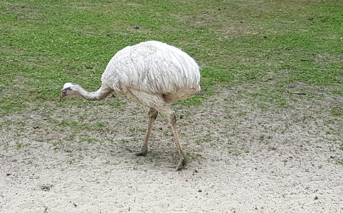 White Rhea