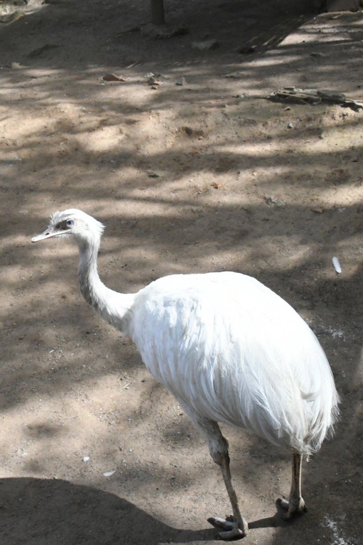 White Rhea