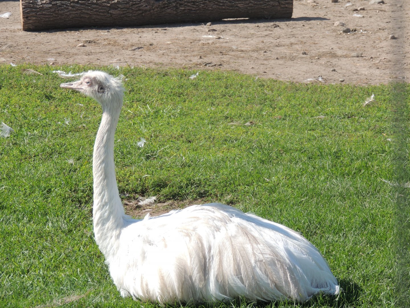 white rhea