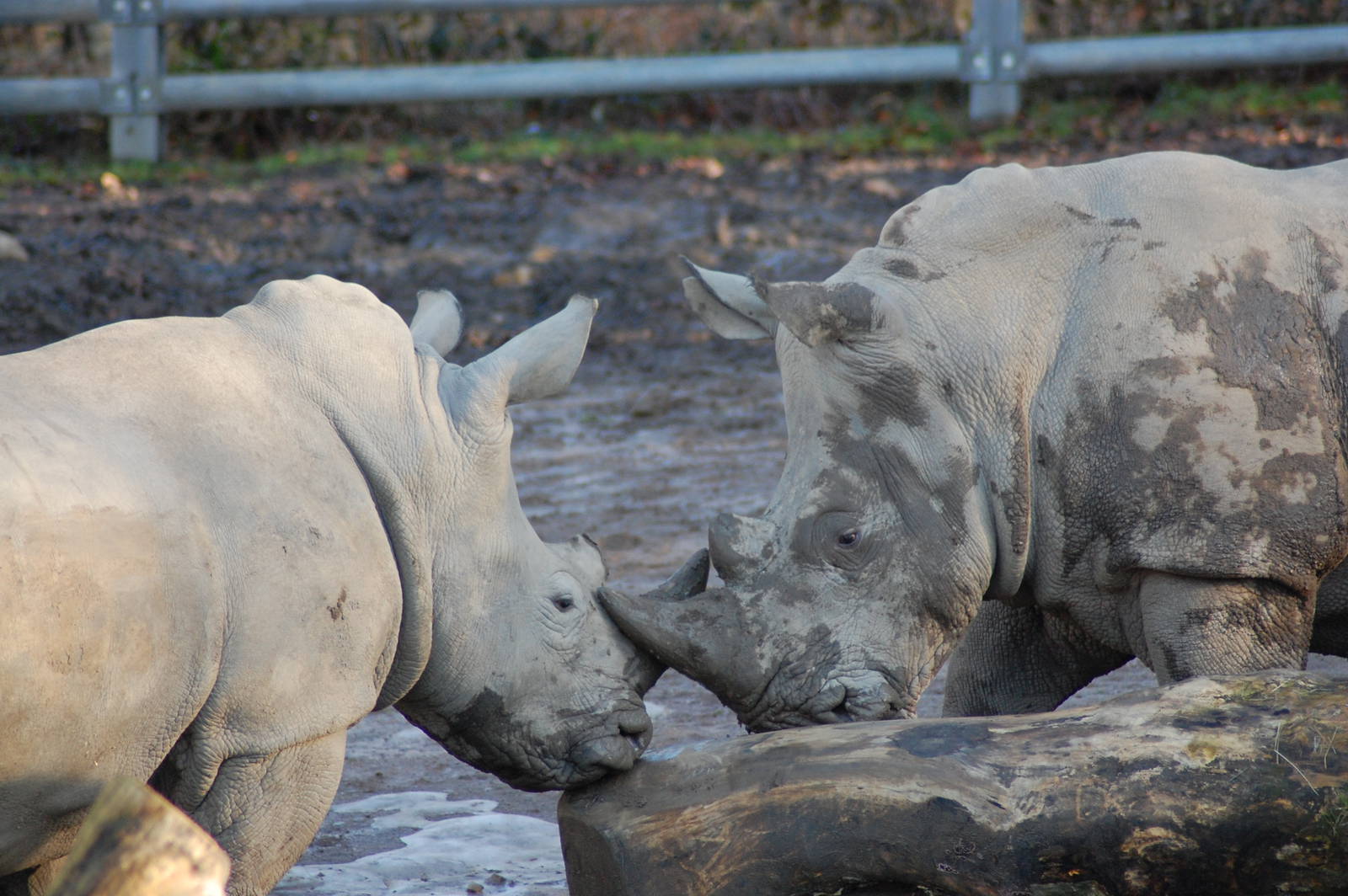 White rhino 08-01-2011
