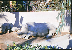 White rhino 1964