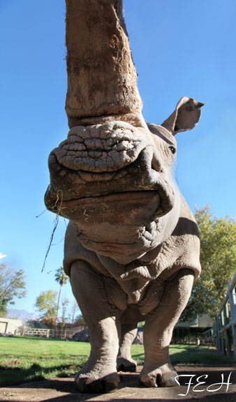 white rhino 2 - low angle