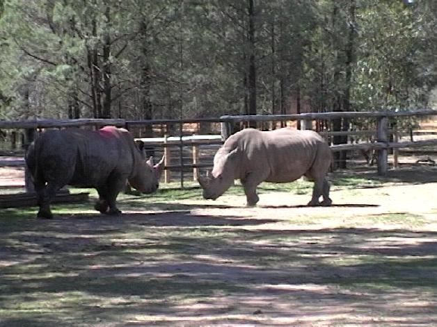 White Rhino (2004)